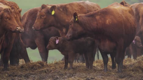 pequeño becerro marrón de pie en un rebaño de vacas adultas