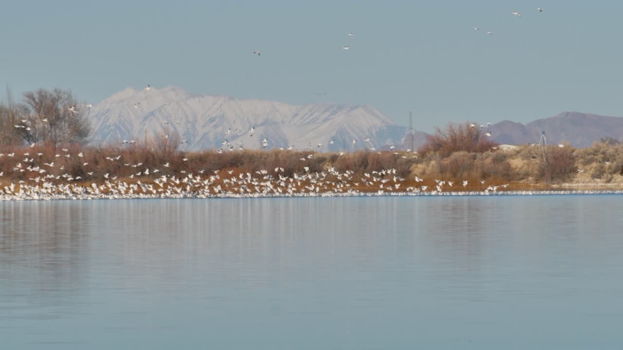 수백 또는 수천 마리의 눈기어가 봄에 북쪽으로 이동하면서 산악 호수에서 이륙합니다.