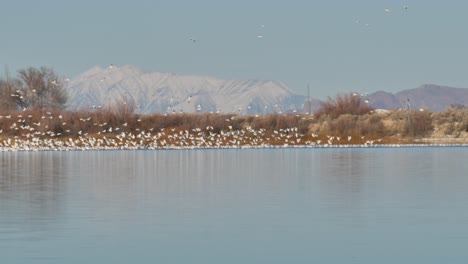 Cientos-O-Miles-De-Gease-De-Nieve-Despegan-De-Un-Lago-De-Montaña-En-Su-Migración-Hacia-El-Norte-En-Primavera