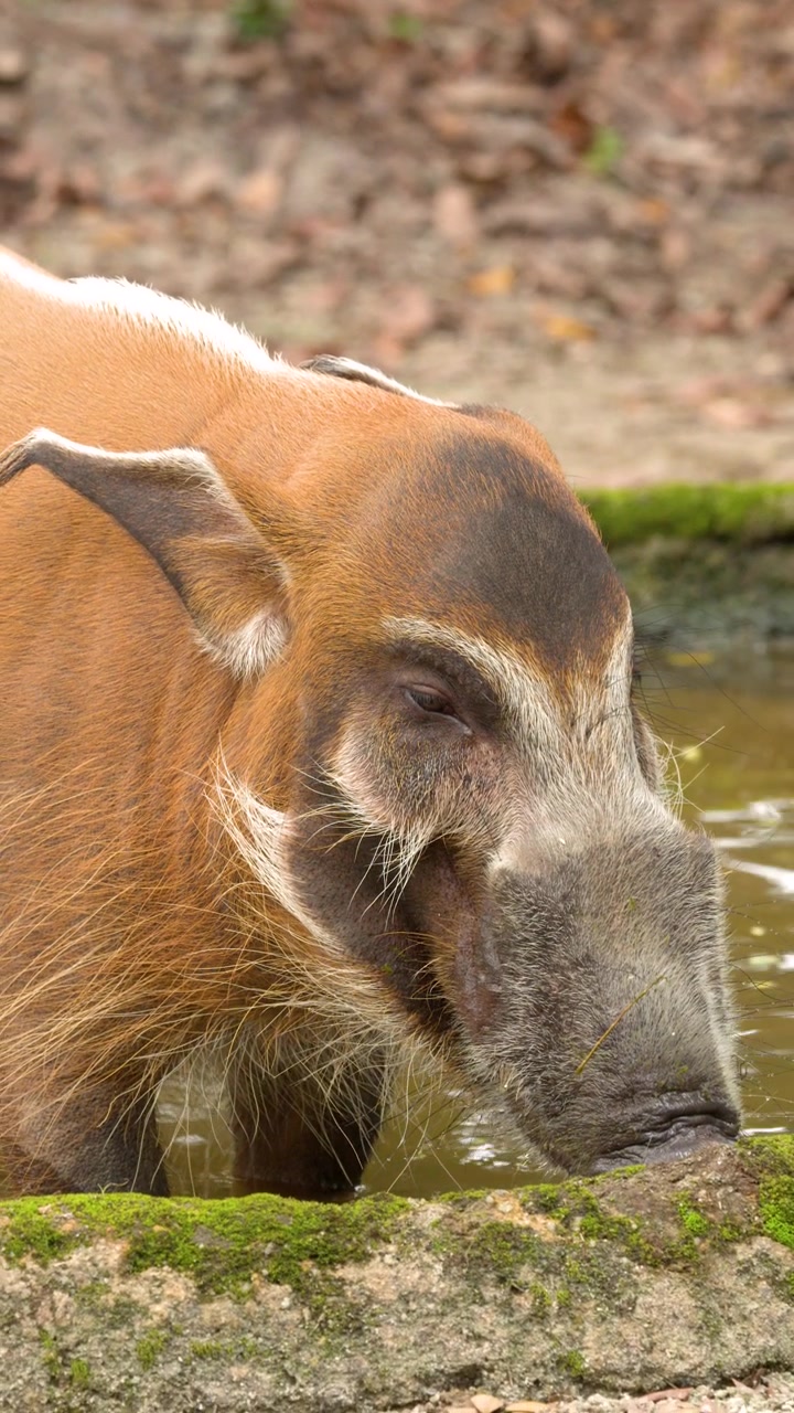 Primo piano di profilo di un potamocero rosso che guada in acqua fangosa durante le ore diurne.