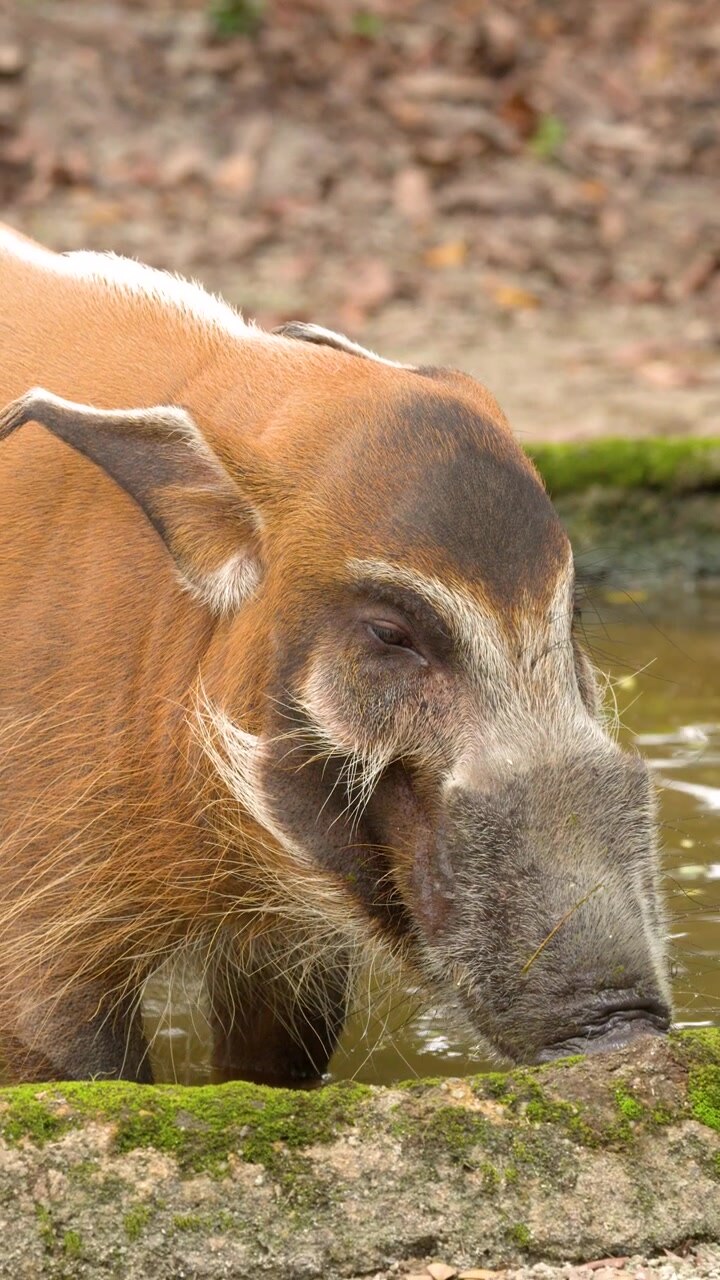 Primo piano di profilo di un potamocero rosso che guada in acqua fangosa durante le ore diurne.