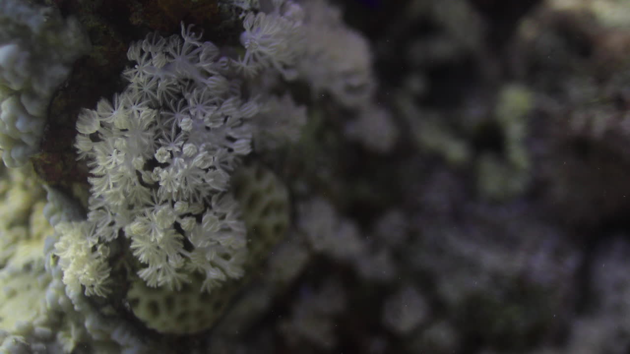 goniopora, a menudo llamado coral maceta, es un género de coral pétreo colonial que se encuentra en el mar rojo es un coral enigmático que ha capturado la fantasía de muchos aficionados a los arrecifes