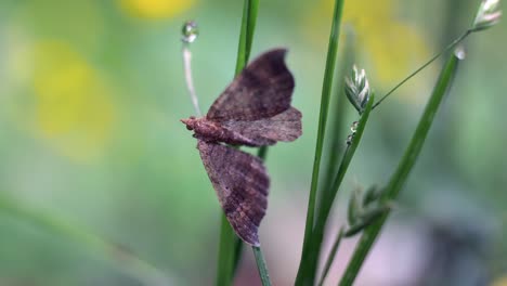 gem moth resting on stem of green plant in garden