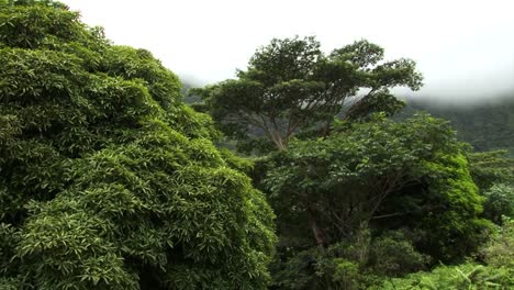 Vegetación-De-Moorea,-Polinesia-Francesa