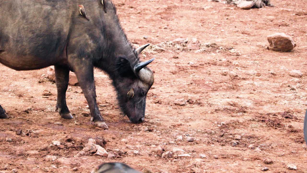 African Cape Buffalo With Oxpecker Feeding On The Ground In Aberdare National Park In Kenya