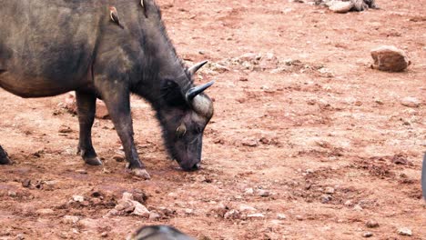 Búfalo-Africano-Del-Cabo-Con-Oxpecker-Alimentándose-En-El-Suelo-En-El-Parque-Nacional-De-Aberdare-En-Kenia