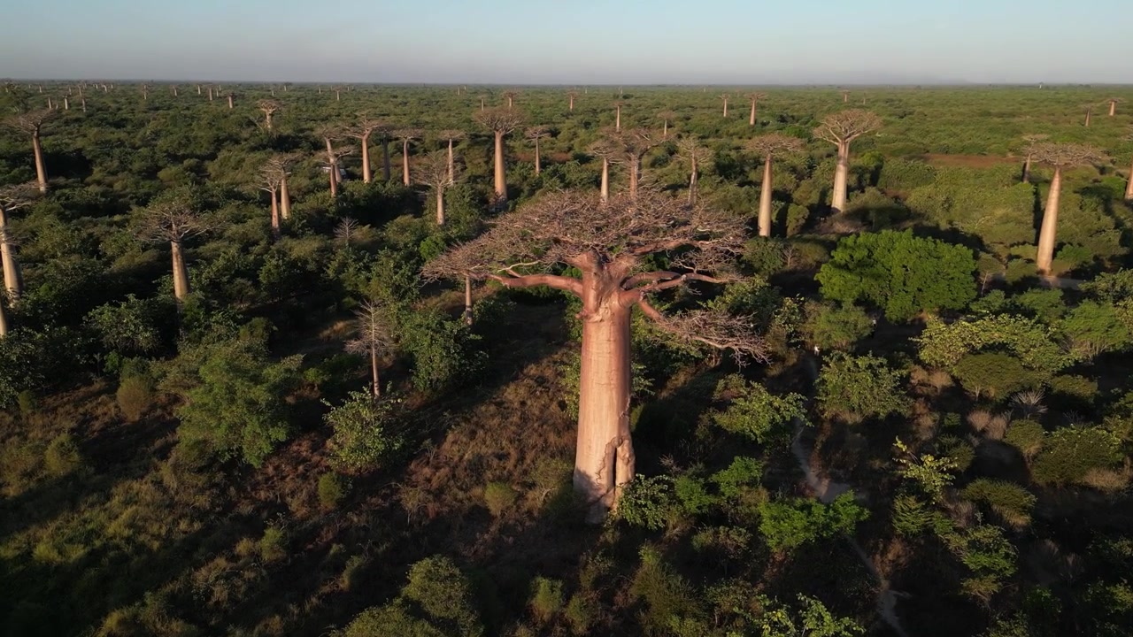 Madagaskar, Morondova'da yoğun orman örtüsünün üzerinde yükselen Baobab Yolu. Gündüz vakti vahşi Afrika manzarasında öne çıkan görkemli antik ağaçlar