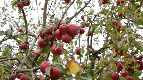 red apples on apple tree branch