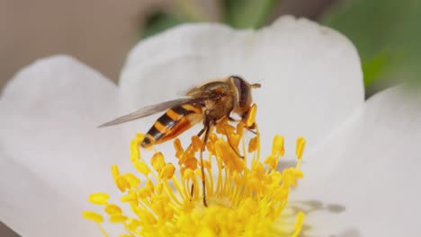 hoverflies, flower flies or syrphid flies, insect family syrphidae.they disguise themselves as dangerous insects wasps and bees.the adults of many species feed mainly on nectar and pollen flowers.