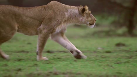 lioness prowling 04