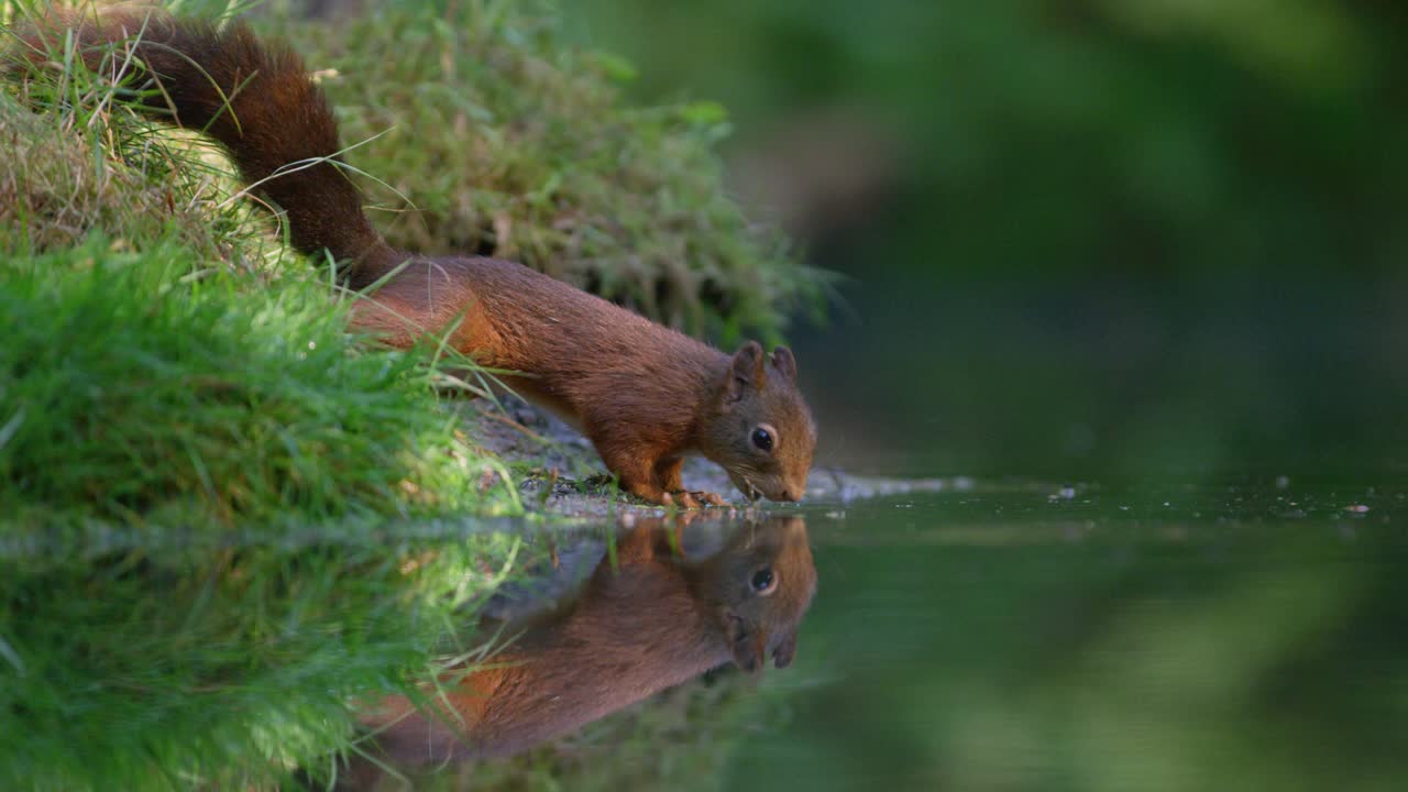 ardilla en busca de avellanas cerca de un río