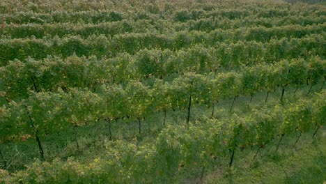 filas de viñas y uvas listas para la cosecha a principios del otoño