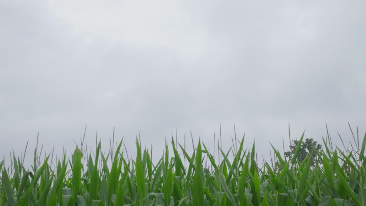 흐린 하늘 풍경과 함께 잔디의 낮은 각도 시각