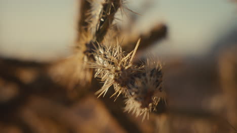 close-up of desert cactus branch