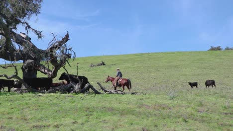 Rinder-Schlängeln-Sich-Durch-Die-Eiche,-Während-Ein-Cowboy-Sie-Zum-Weitergehen-Drängt