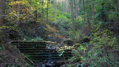 偏向下,森林到小蒸氣流動,日本的kumano kodo