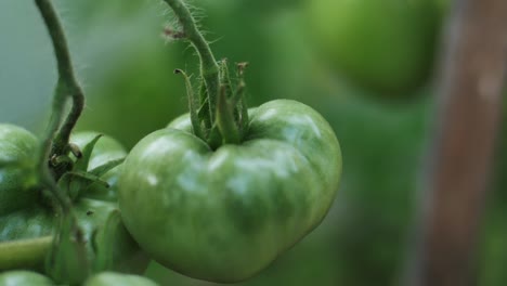 Tomaten-In-Trauben-Hingen-An-Einem-Ast