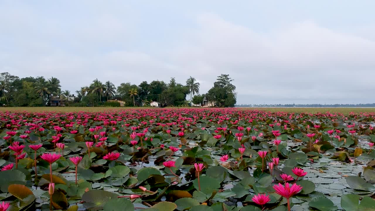 Water lily pond river sea,Water lily blooming,Beautiful aerial shot,group,Blossom ,field,red,Morning,Track shot
