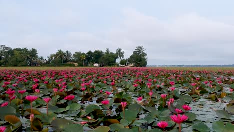 water lily pond river sea,water lily blooming,beautiful aerial shot,group,blossom ,field,red,morning,track shot