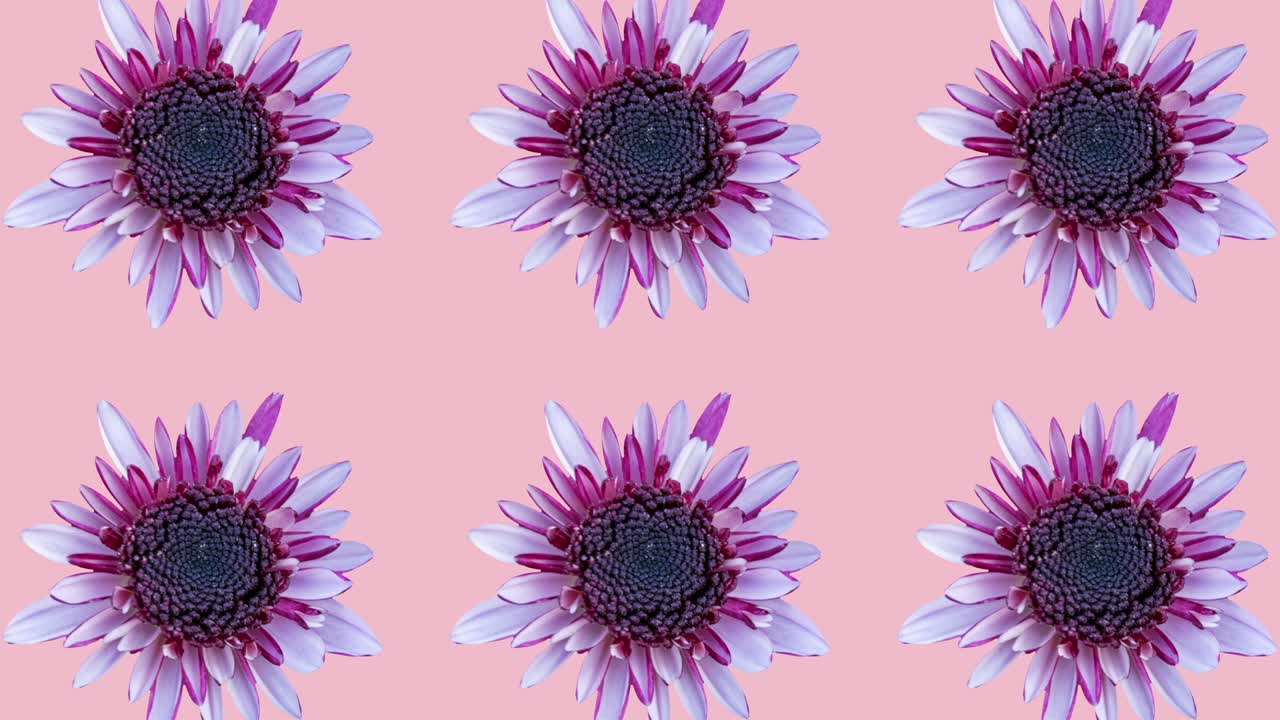 Pink chrysanthemum pattern on a pink background. Simple motion graphics floral seamless looped animation