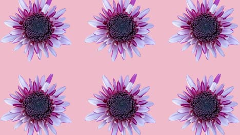 pink chrysanthemum pattern on a pink background. simple motion graphics floral seamless looped animation