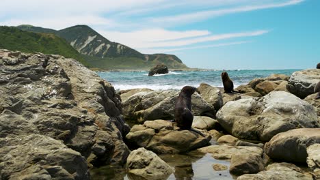 Una-Colonia-De-Focas-En-Las-Rocas-De-La-Costa-Del-Océano-Pacífico-Cerca-De-Kaikoura-En-Nueva-Zelanda