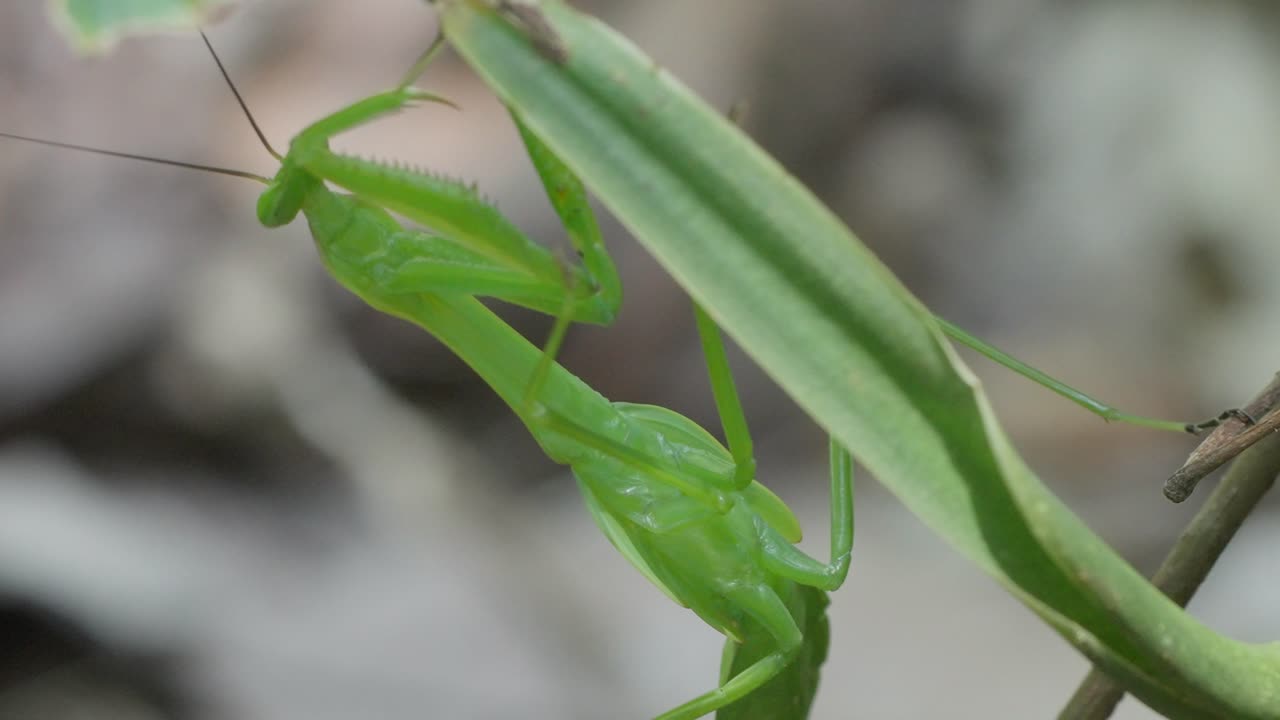 Close-up of a green praying mantis camouflaging among leaves in Peru, macro shot