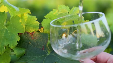 el vino blanco se vierte en un vaso.