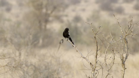 Magpie-shrike-or-African-long-tailed-shrike,-preening-while-perched-on-a-twig,-slowmotion-60-fps