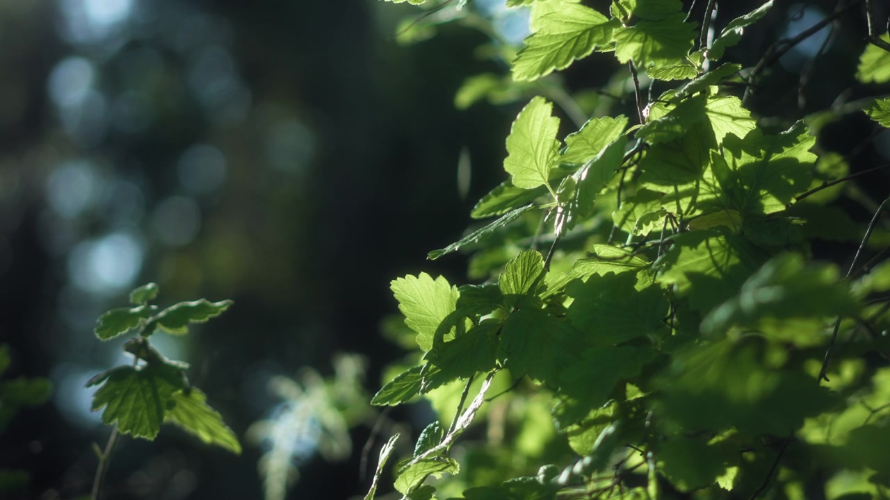 Luce solare che illumina le foglie verdi di un albero nella foresta.