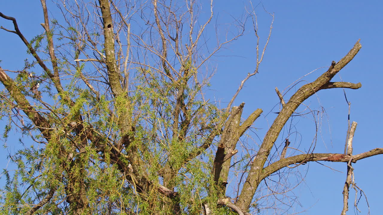 Amazing footage of purple martins performing stunts midair, slowed for detail.