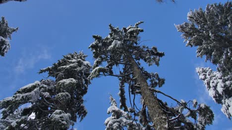 Abetos-Cargados-De-Nieve-Contra-El-Cielo-Azul