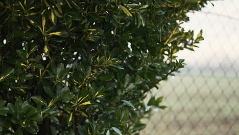 euonymus japonicus plant in the backyard with wire mesh fence in the morning during winter