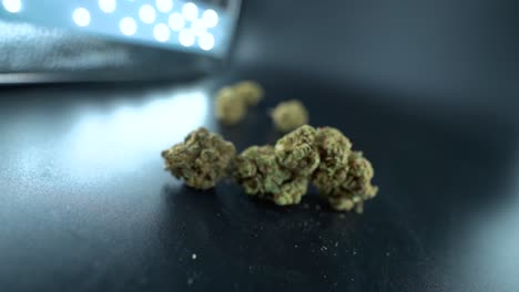 un primer plano detallado del movimiento creativo de una grúa de una planta de cannabis, flor de marihuana en un plato transparente, cepas híbridas, indica y sativa, cámara lenta de 120 fps en alta definición, iluminación de estudio cinematográfico