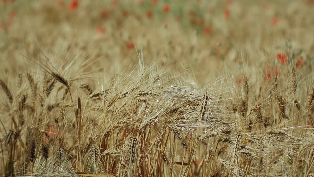 getreidefeld mit mohn-teleobjektiv, nach oben neigbar und rack-fokus