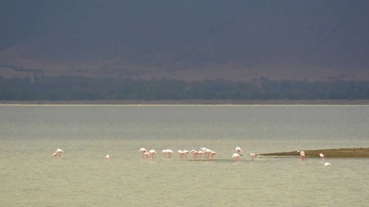 flamencos menores pastando en aguas poco profundas en el lago del cráter ngorongoro tanzania áfrica, tiro ultra ancho de mano
