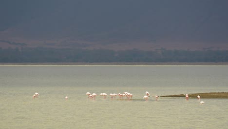 Lesser-Flamingos-grazing-in-shallow-waters-at-Ngorongoro-Crater-Lake-Tanzania-Africa,-Handheld-ultra-wide-shot