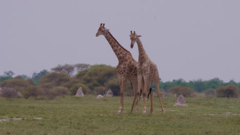 giraffe bulls fighting on the green grassland in moremi game reserve in botswana while giraffes are passing by in front - medium shot