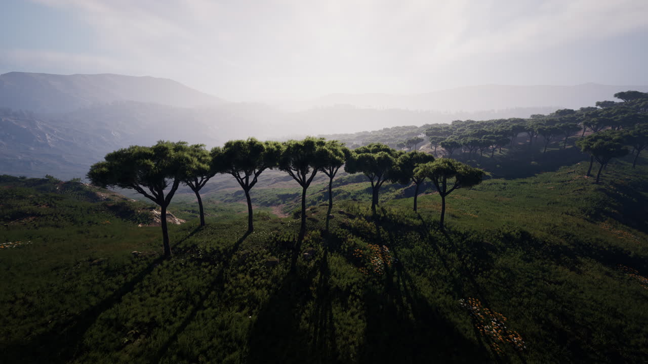 케냐 사바나 의 공중 촬영