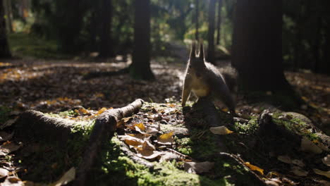 close ground view slomo of squirrel eating and running in forest