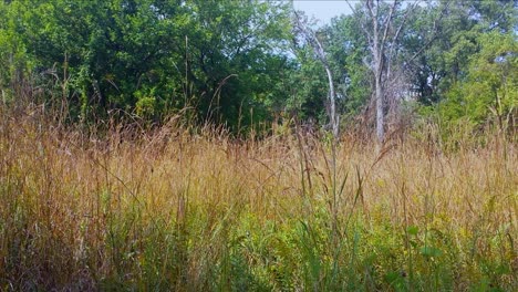 still shot of towering grass in the middle of the forest