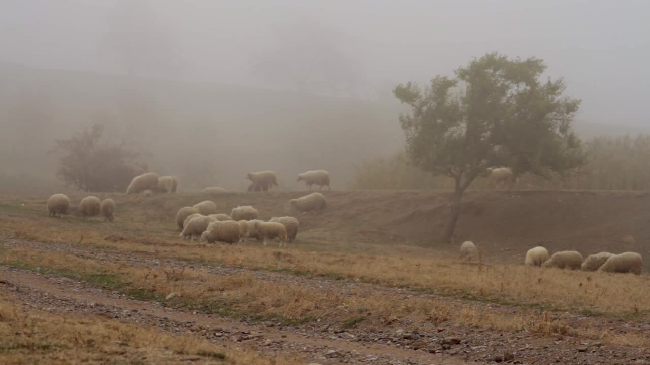 ovejas en un campo de niebla