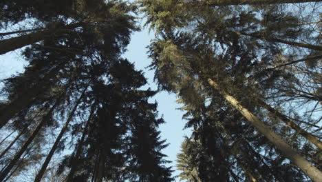moving through pine forest looking upwards at crowns of spruce trees