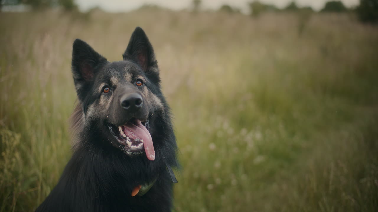 독일 셰퍼드 강아지의 초상화
