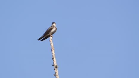 passerine species, a wild brown-chested martin, progne tapera, chirping on top of a wooden stick, wonder at its surrounding against clear blue sky background