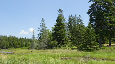 view from a new england area beach of saltwater marsh area and pine forest in the distance