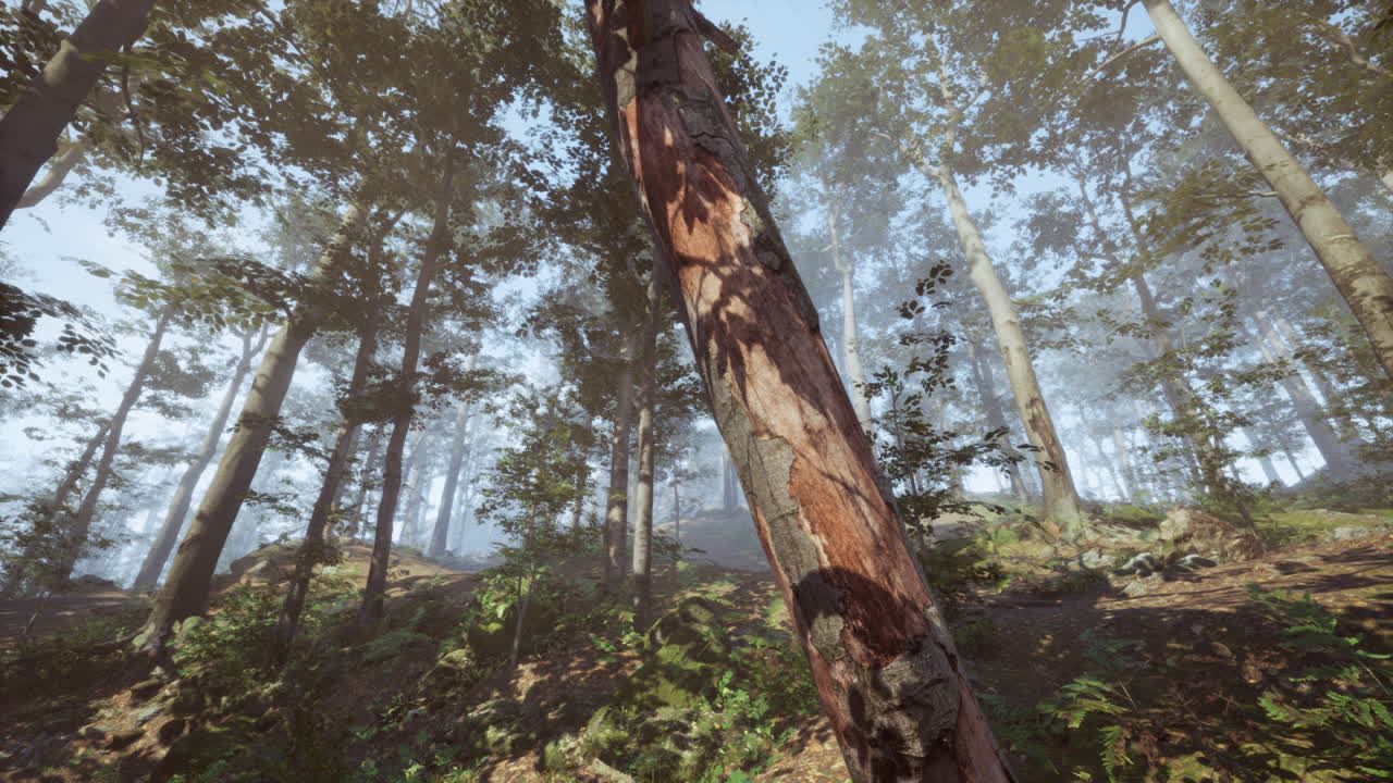 안개가 가득한 숲길