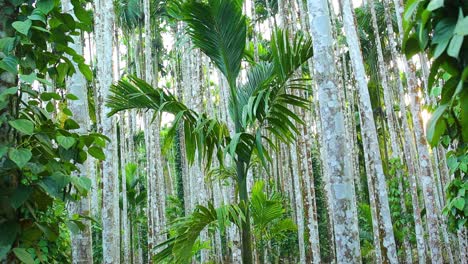 areca nut trees of varying age and height in a tropical plantation environment