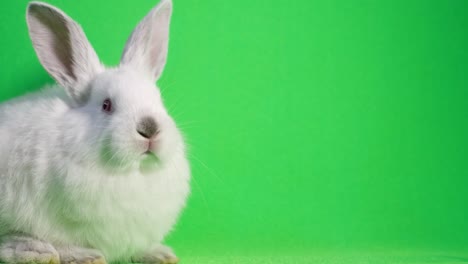 funny white bunny with big red eyes sitting and looking around. big white rabbit sitting on the side, on the background of a chromakey