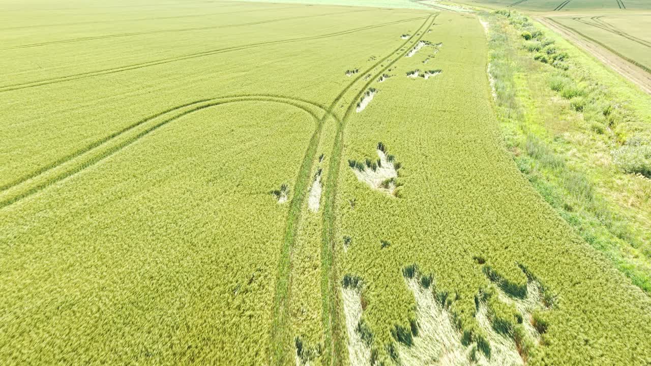 Aerial view of vast grain field landscape in the veld, serene and expansive